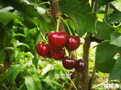 桑提娜大樱桃是哪个品种？