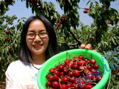 山海关区引导农民种植大樱桃 发展特色农林产业