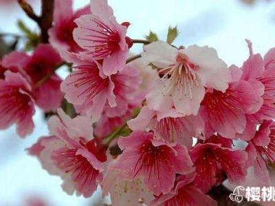 中国古人赏樱其实赏的是樱桃花？