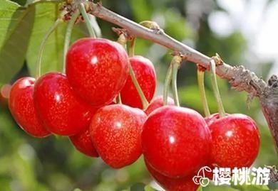 山海关大樱桃的品种你分得清吗？