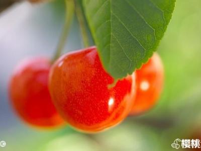 樱桃该怎么存放和食用?都有哪些养生功效?