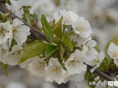大樱桃花期倒春寒预防很关键能否有好收成