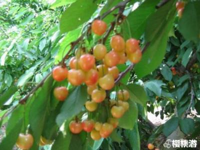 黄蜜大樱桃需要多久结果？需要什么授粉树？
